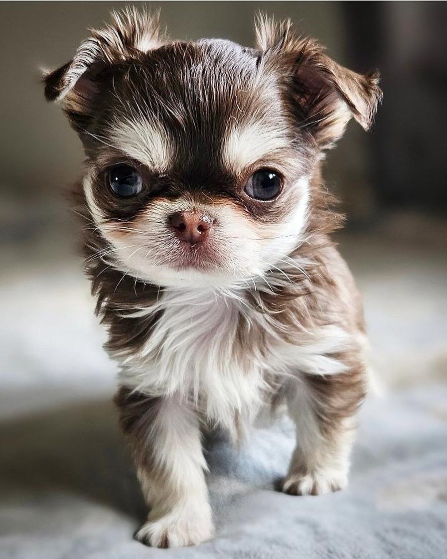 Rosie