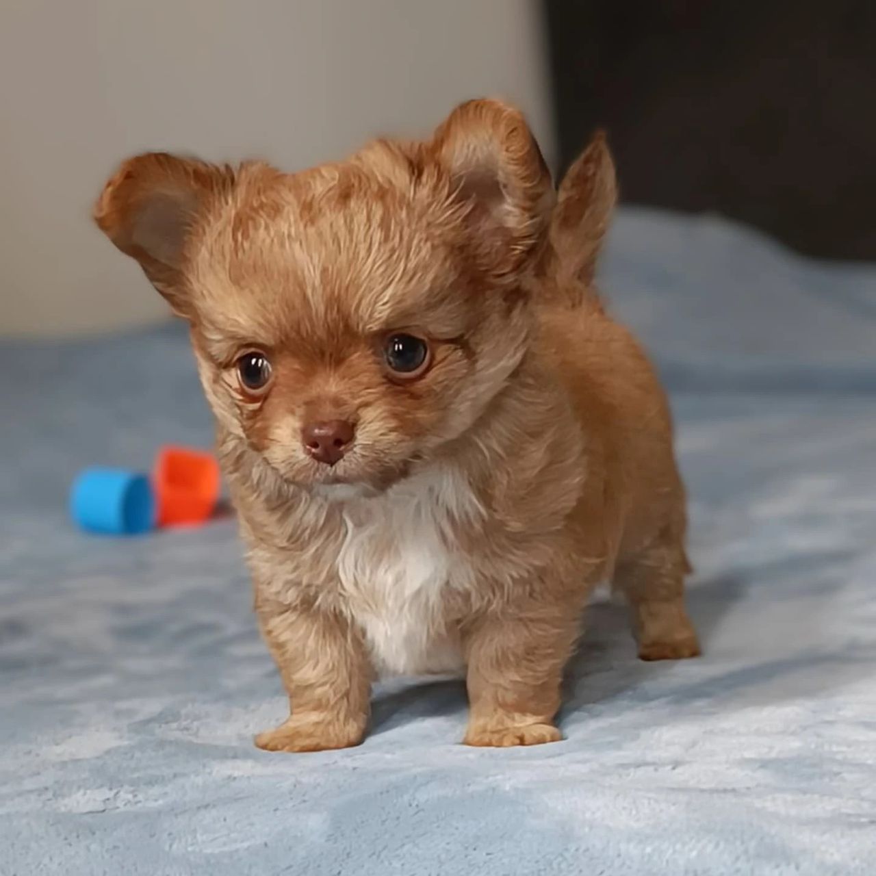 Mimi