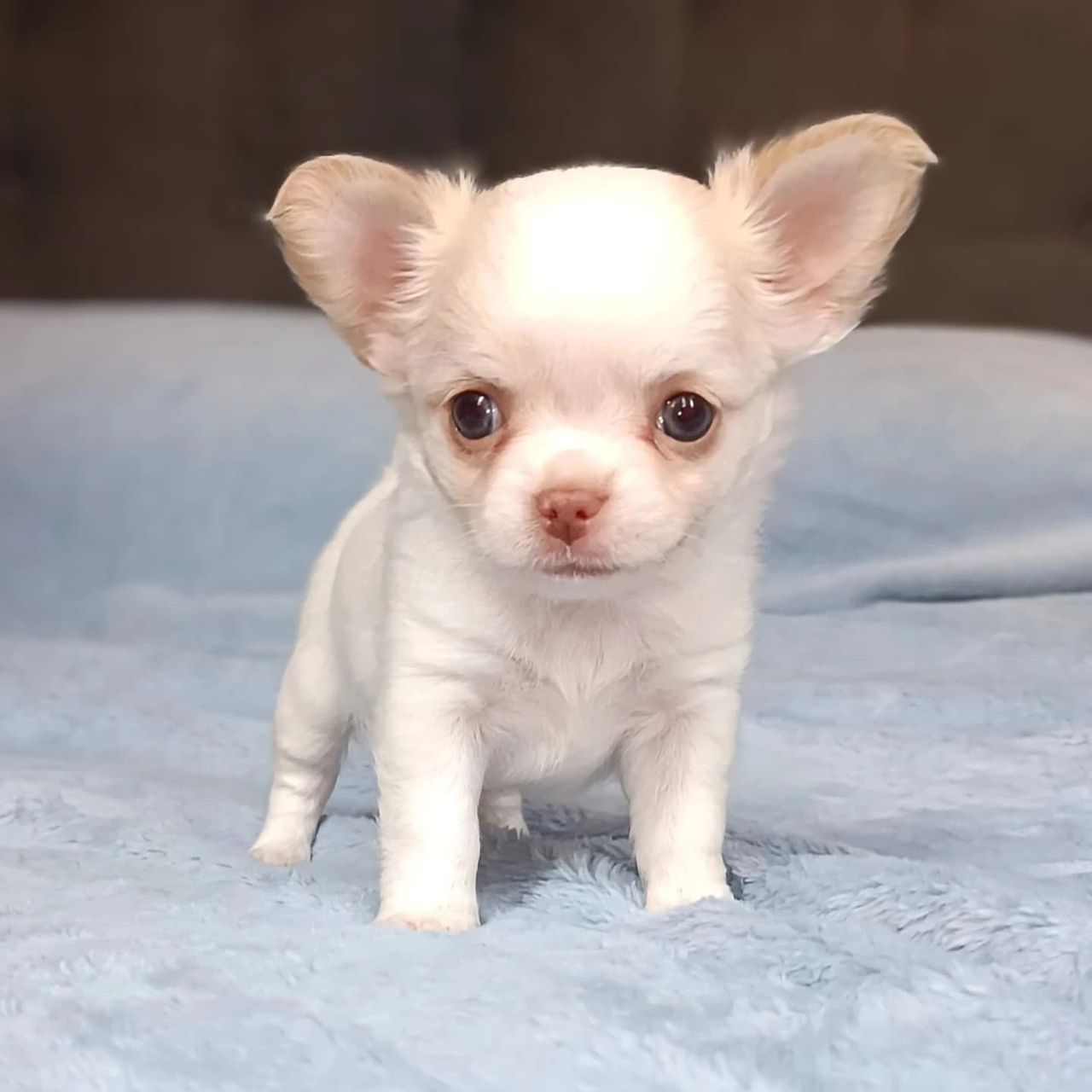 Nala