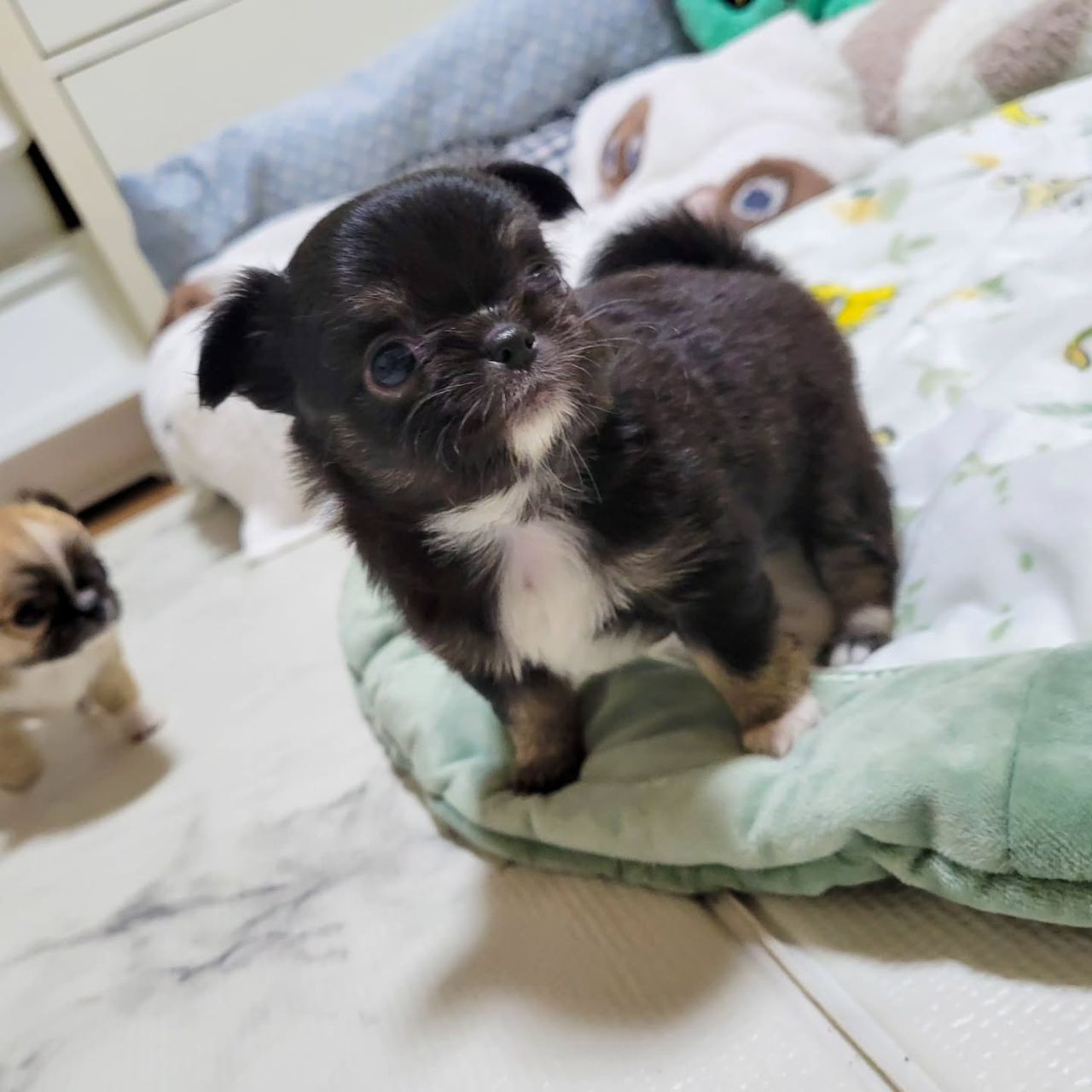 Bobo