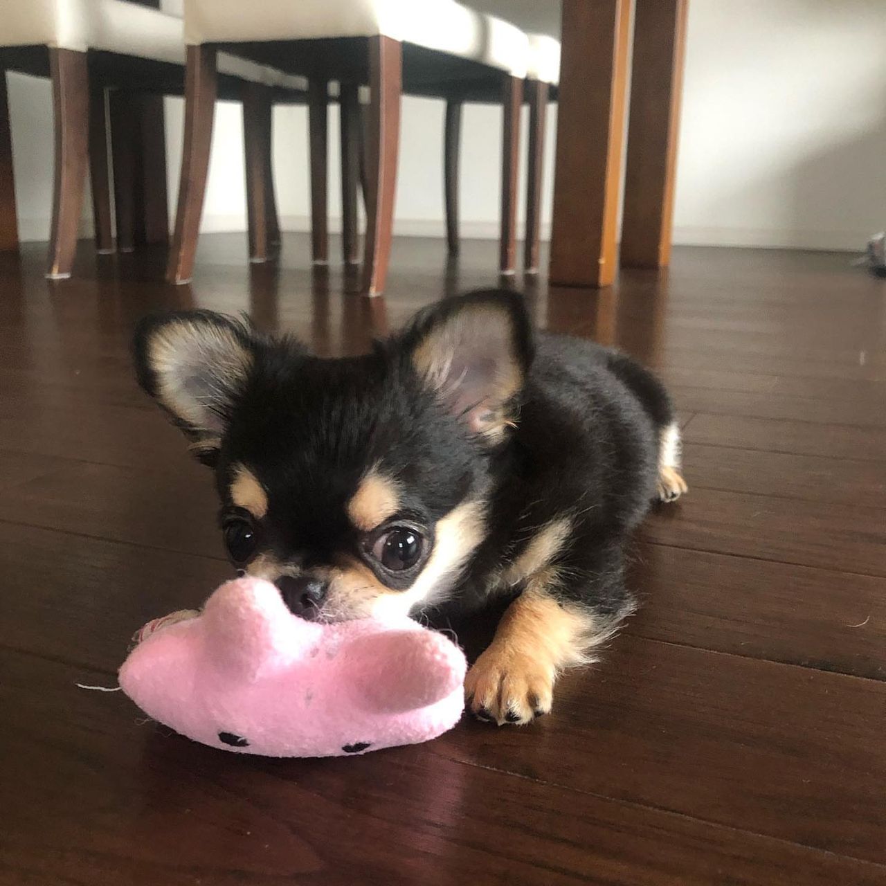 Coco