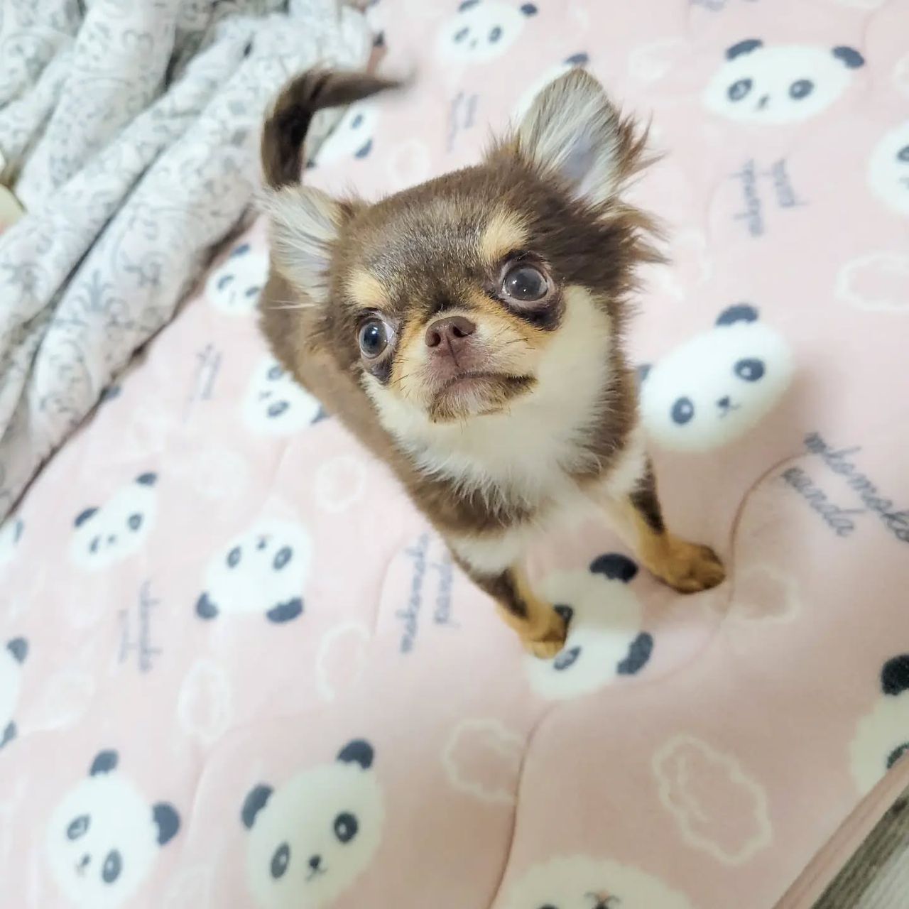 Fluffy