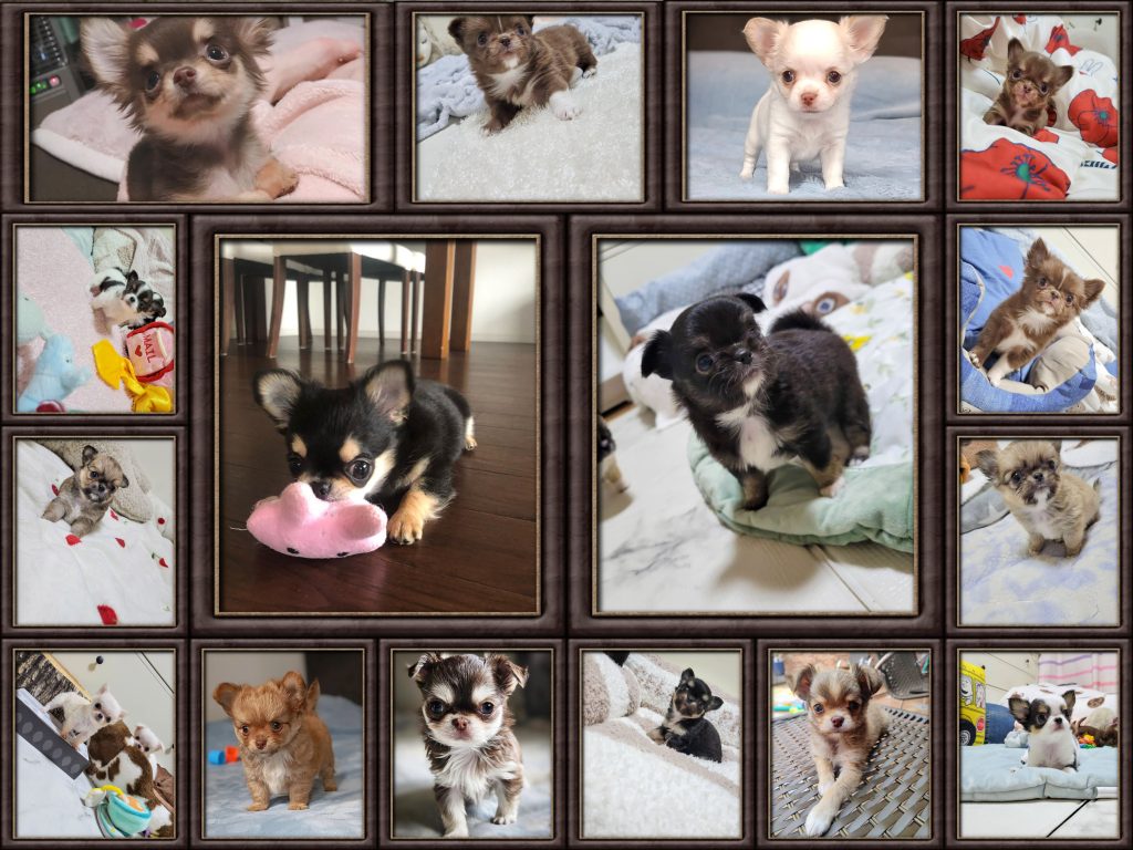 chihuahua Puppies for sale